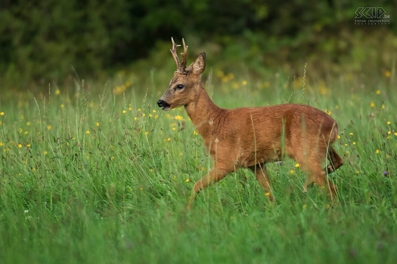 Roe deer buck In the twilight roe deer will go to open ground to graze. Unlike other deer, roe deer do not have a tail, but the male animals have antlers almost the full year. Stefan Cruysberghs